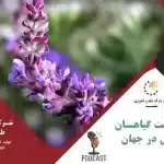 محبوبیت گیاهان دارویی در جهان