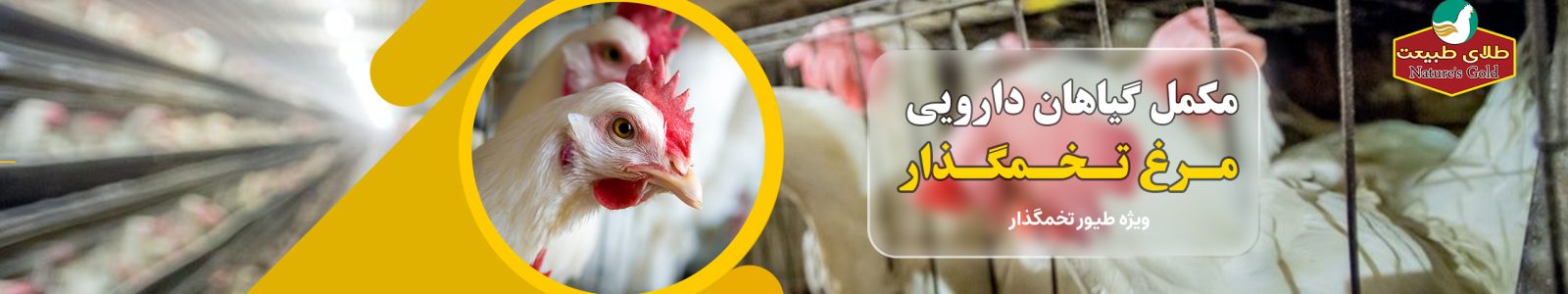 مکمل گیاهان دارویی مرغ تخم گذار